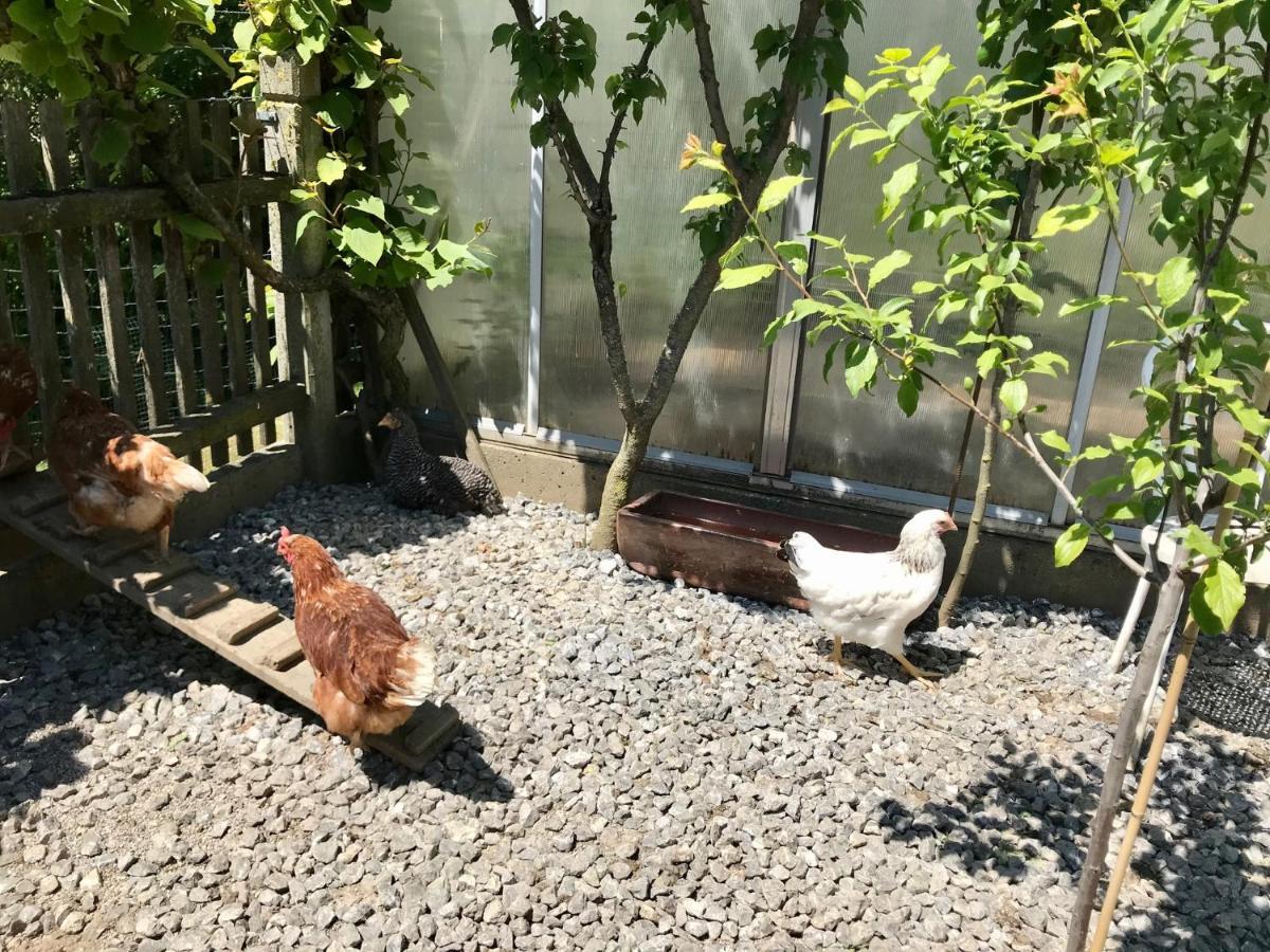 Nußdorf am Inn Ferienwohnung Draexl Garten Und Bergblick מראה חיצוני תמונה